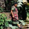 Arabica coffee growing under a shade of trees. Image courtesy of Noel Rojo.
