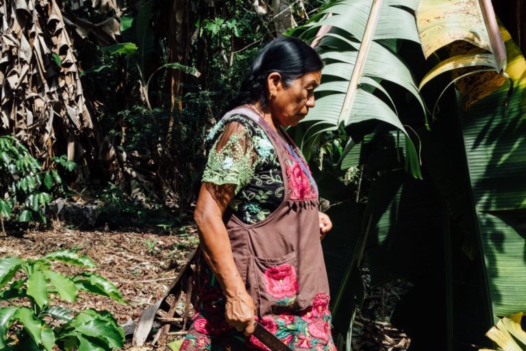 Arabica coffee growing under a shade of trees. Image courtesy of Noel Rojo.