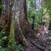 A giant mahogany tree, like this one in Cashu, is a rich target for illegal timbering in the Amazon. Photo courtesy Jason Houston.