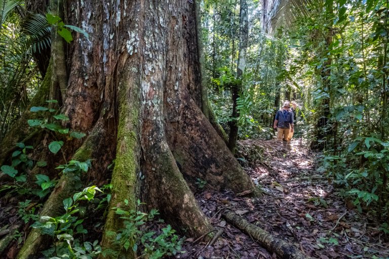 A giant mahogany tree, like this one in Cashu, is a rich target for illegal timbering in the Amazon. Photo courtesy Jason Houston.