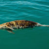 A dead vaquita floats in the ocean. Image by Robbie Newby for Sea Shepherd.