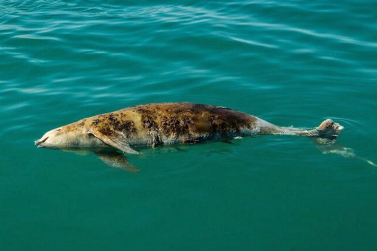 A dead vaquita floats in the ocean. Image by Robbie Newby for Sea Shepherd.