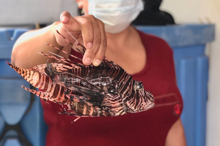 The invasive lionfish caught in Costa Rican waters.