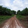 There are signs of a new frontier of deforestation emerging in Autazes, as invaders descend on this slice of the Amazon. Indigenous leaders say the area is now plagued by illegal logging and land-grabbing. Much of it is related to speculation as a massive potash mining project awaits approval. Image by Ana Ionova for Mongabay