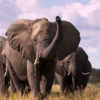 Group of elephants facing the camera, the nearest with trunk raised and ears fanned. Image by Aftab Uzzaman via Flickr (CC BY-NC 2.0)