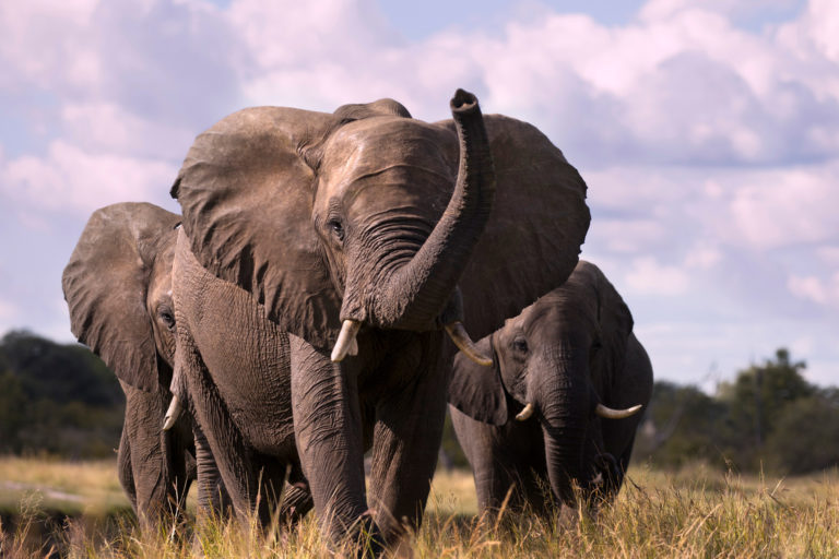 Group of elephants facing the camera, the nearest with trunk raised and ears fanned. Image by Aftab Uzzaman via Flickr (CC BY-NC 2.0)