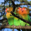 Lilian’s lovebirds perching on a branch.