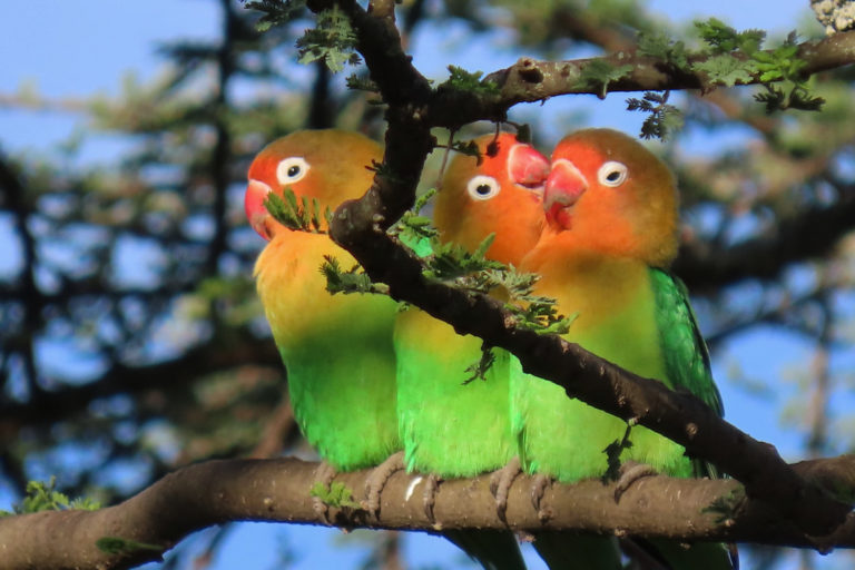 Lilian’s lovebirds perching on a branch.