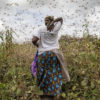 A huge swarm of locusts devours corn