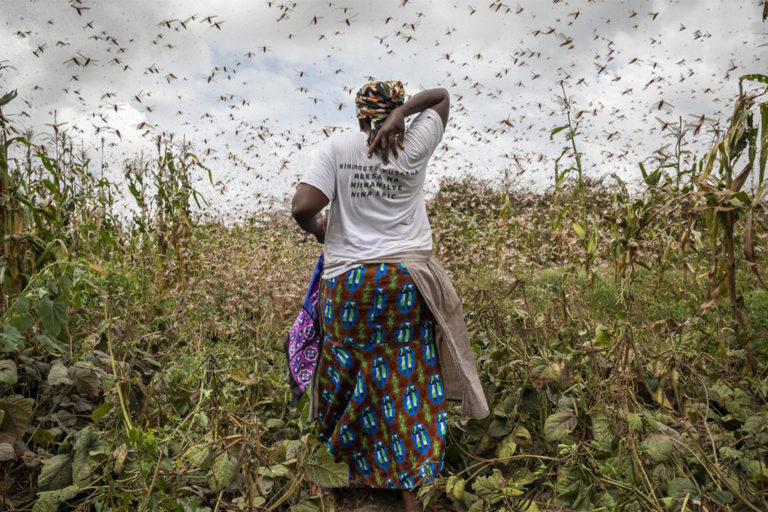 A huge swarm of locusts devours corn