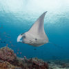 The endangered manta ray