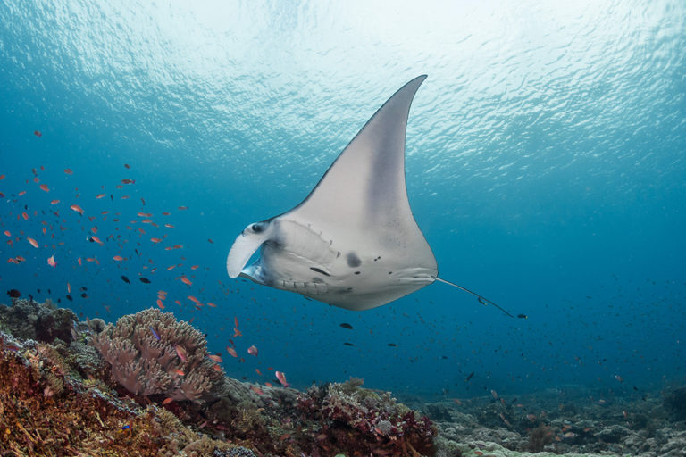 The endangered manta ray