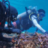Members of the Pokdarwis Tramena and Pokmaswas Gili Mantra project in Gili Trawangan carry out essential maintenance and monitoring activities monthly.
