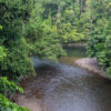 A river running through an old-growth lowland rainforest in Brunei.