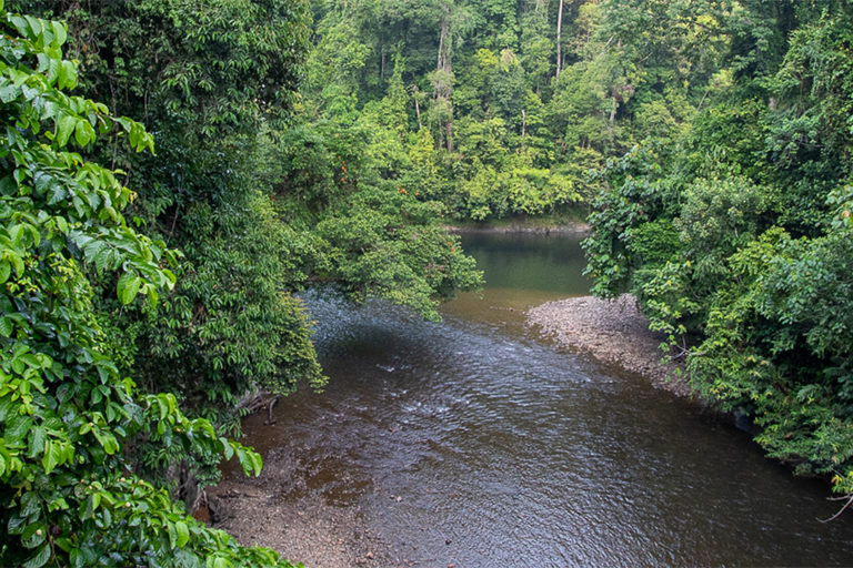 A river running through an old-growth lowland rainforest in Brunei.