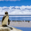 Penguins in the Antarctic.