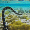 A sea snake.