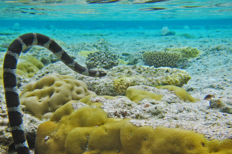 A sea snake.