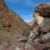 The snow leopard (Panthera uncia)