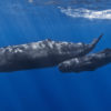 A mother sperm whale (Physeter macrocephalus) and her calf