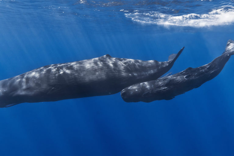 A mother sperm whale (Physeter macrocephalus) and her calf