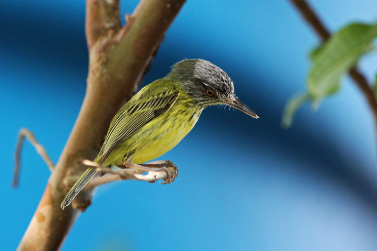 The spotted tody-flycatcher, native to South America and the Caribbean, hunts insects alone or in pairs, and is well-adapted to humans, happy in forest or overgrown pasture. Image courtesy of Alexander Lees.