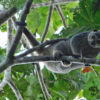 The Talaud bear cuscus.
