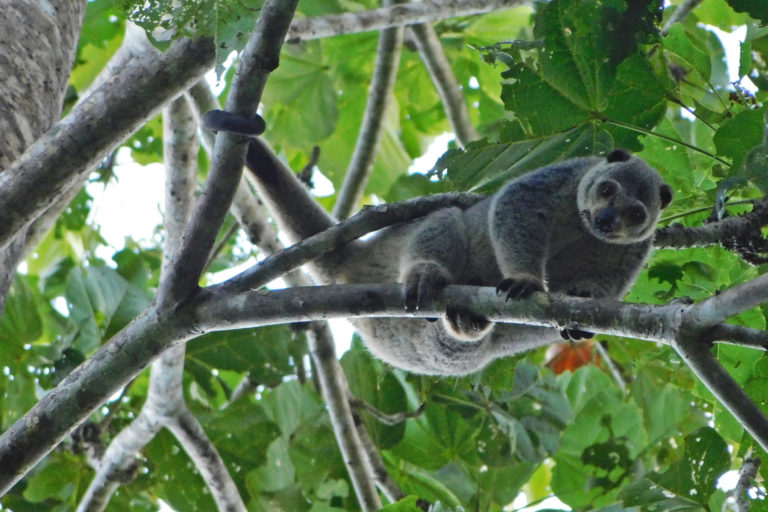 The Talaud bear cuscus.