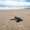 A turtle hatchling