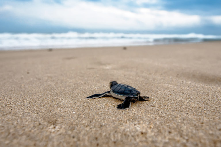 A turtle hatchling