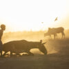 A young boy tries to help a fallen donkey stand during a severe drought that struck the Horn of Africa.