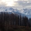 Plantations in Cuesta del Ternero that burned in January 2021. Image courtesy of Denali DeGraf.