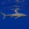 Oceanic white tip shark. Image courtesy of Mark Royer, Hawaii Institute of Marine Biology.