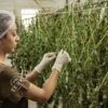 Drying farmed cannabis.
