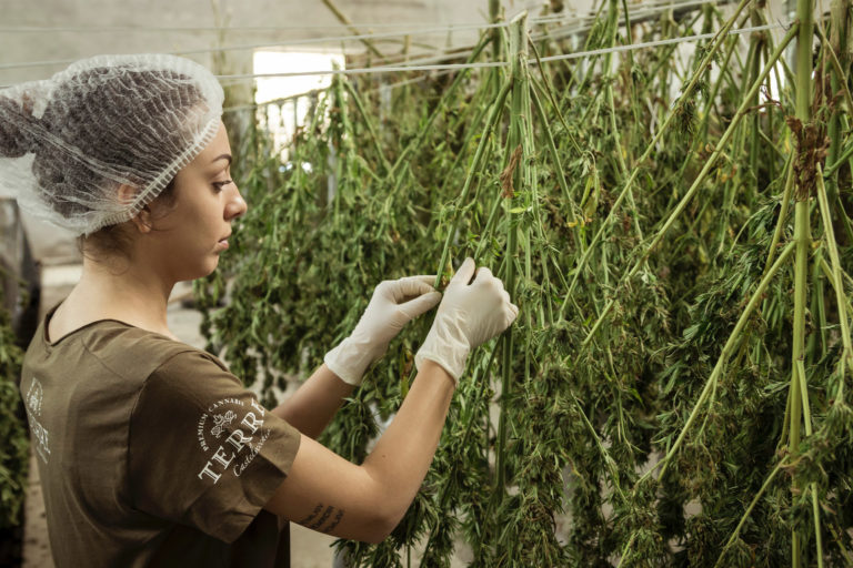 Drying farmed cannabis.