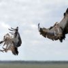 White-backed vulture (Gyps africanus) adult landing composite, Etosha National Park, Namibia. Photo credit: Charles J. Sharp