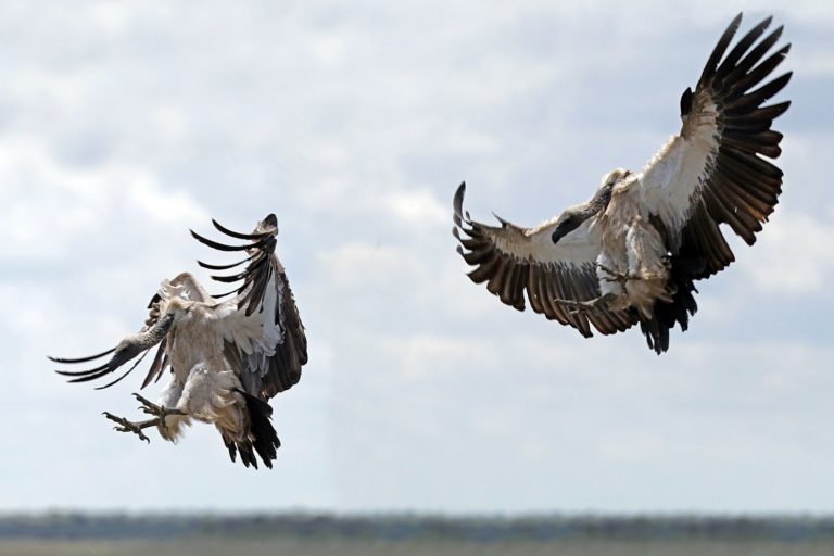 White-backed vulture (Gyps africanus) adult landing composite, Etosha National Park, Namibia. Photo credit: Charles J. Sharp