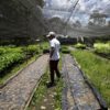 agroforestry