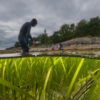 A conservationist working on a seagrass restoration project.