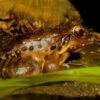 Mountain Chicken Frog (Leptodactylus fallax)