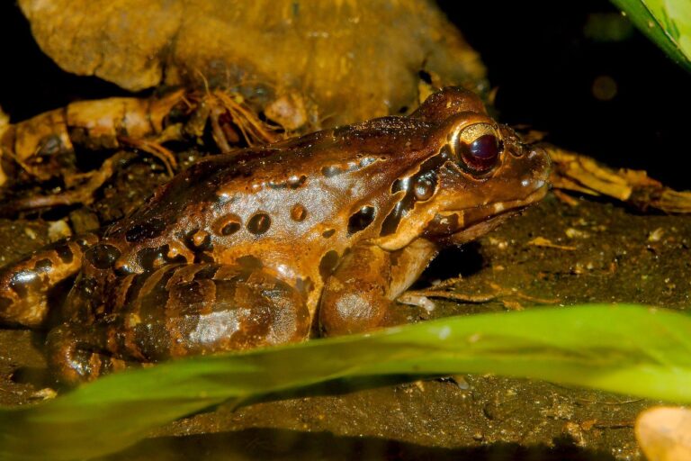 Mountain Chicken Frog (Leptodactylus fallax)