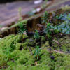 New saplings grow on a rotting stump.