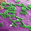 In lab animals and humans, dysfunction of the gut microbiome has been linked to digestive diseases.