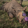 A black rhino recently dehorned.