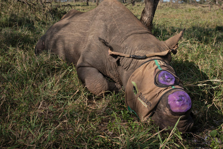 A black rhino recently dehorned.