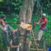 Two men cutting down a tree.
