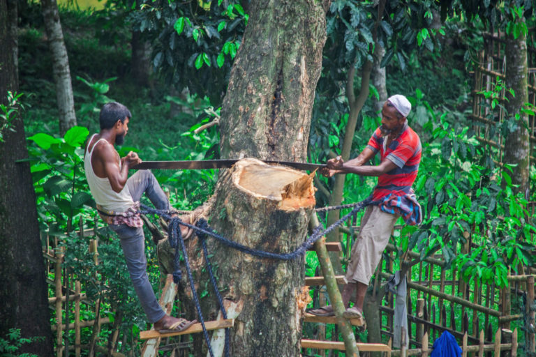 Two men cutting down a tree.