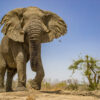 An African elephant.