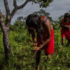 Irma and Heloisa collect Murici fruits ( Byrsonima crassifolia (L.) Rich) at the Ripá tribe on Pimentel Barbosa indigenous territory in Mato Grosso, Brazil