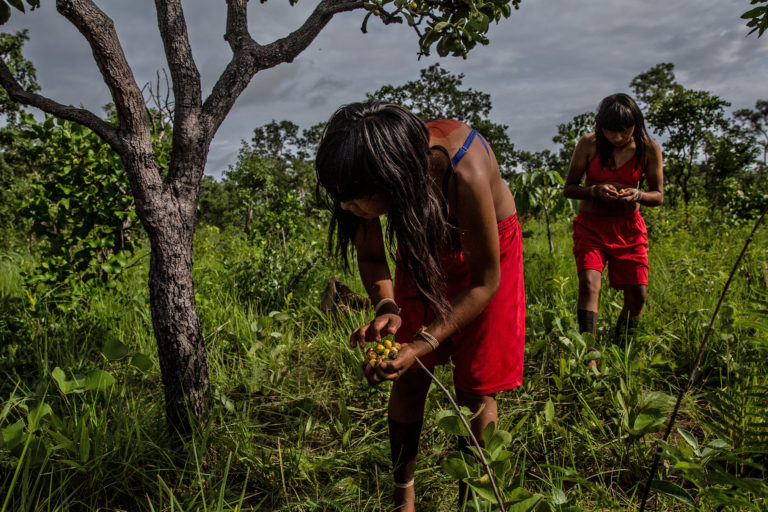Irma and Heloisa collect Murici fruits ( Byrsonima crassifolia (L.) Rich) at the Ripá tribe on Pimentel Barbosa indigenous territory in Mato Grosso, Brazil